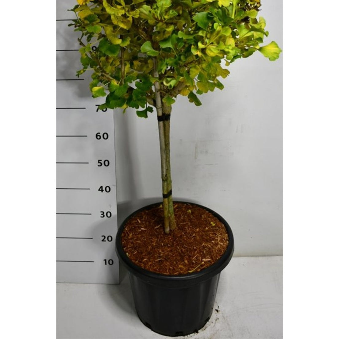Tempelträd – Ginkgo biloba 'Mariken' - C25 40 cm. Stam